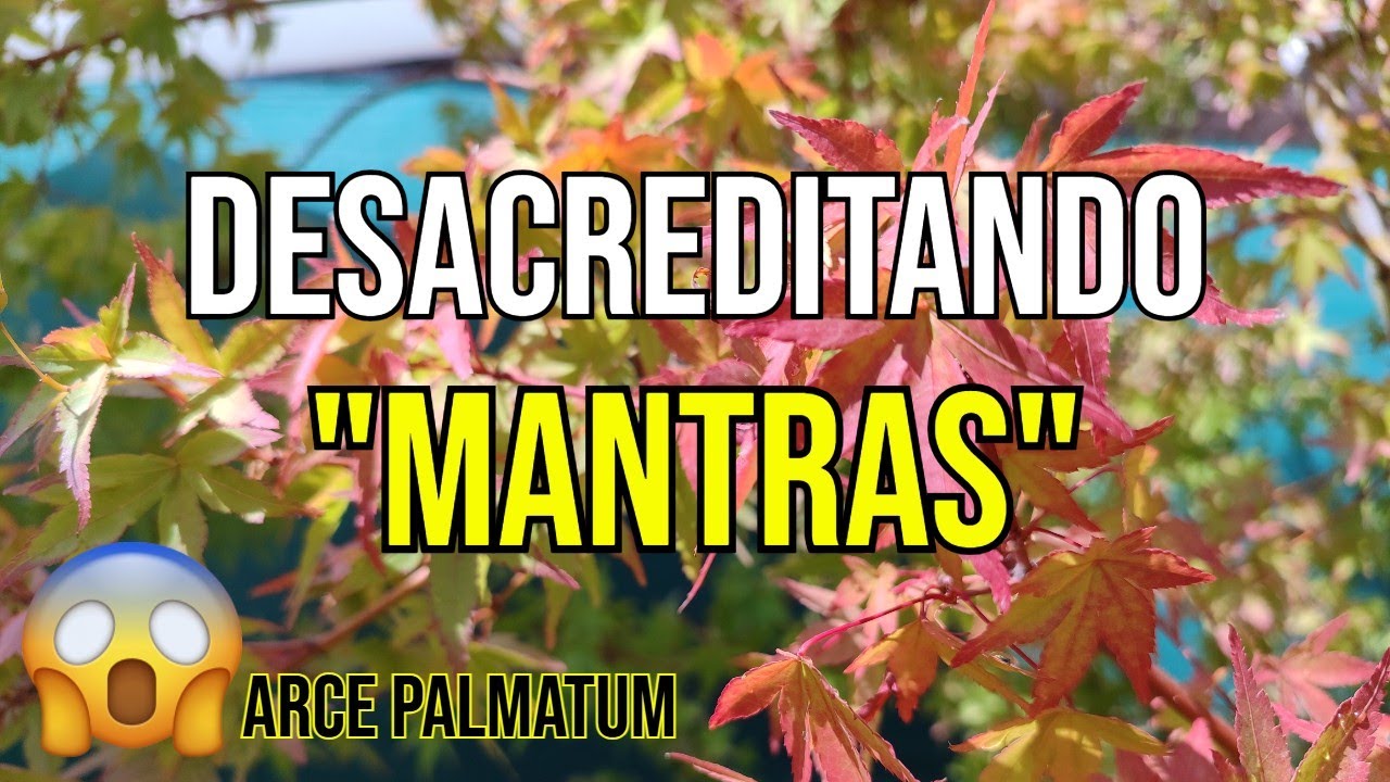 💥BONSAIS DE ARCE PALMATUM CON Y SIN SOL ¿ SON DELICADOS O SON RESISTENTES ? 🙄