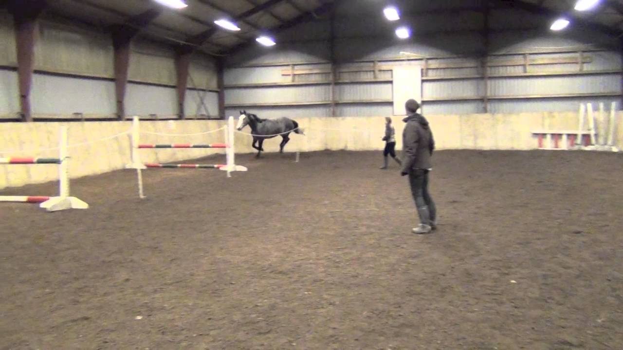 Free Jumping the young horses