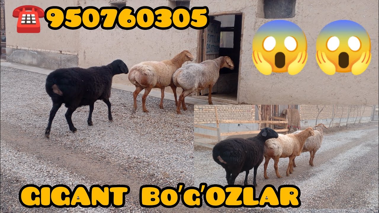 GIGANT BOʼGʼOZ QOʼYLAR KELDI TOZA QIRGʼIZ☎️950760305