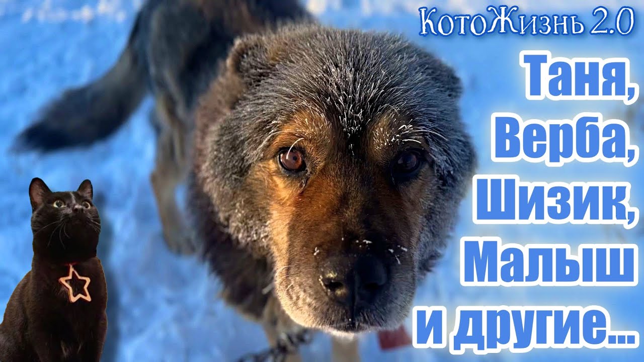 Верба меняет цвет. Малыш осваивает шторку. Имя белой кошки. Привет от Шизика. Танец с лотками