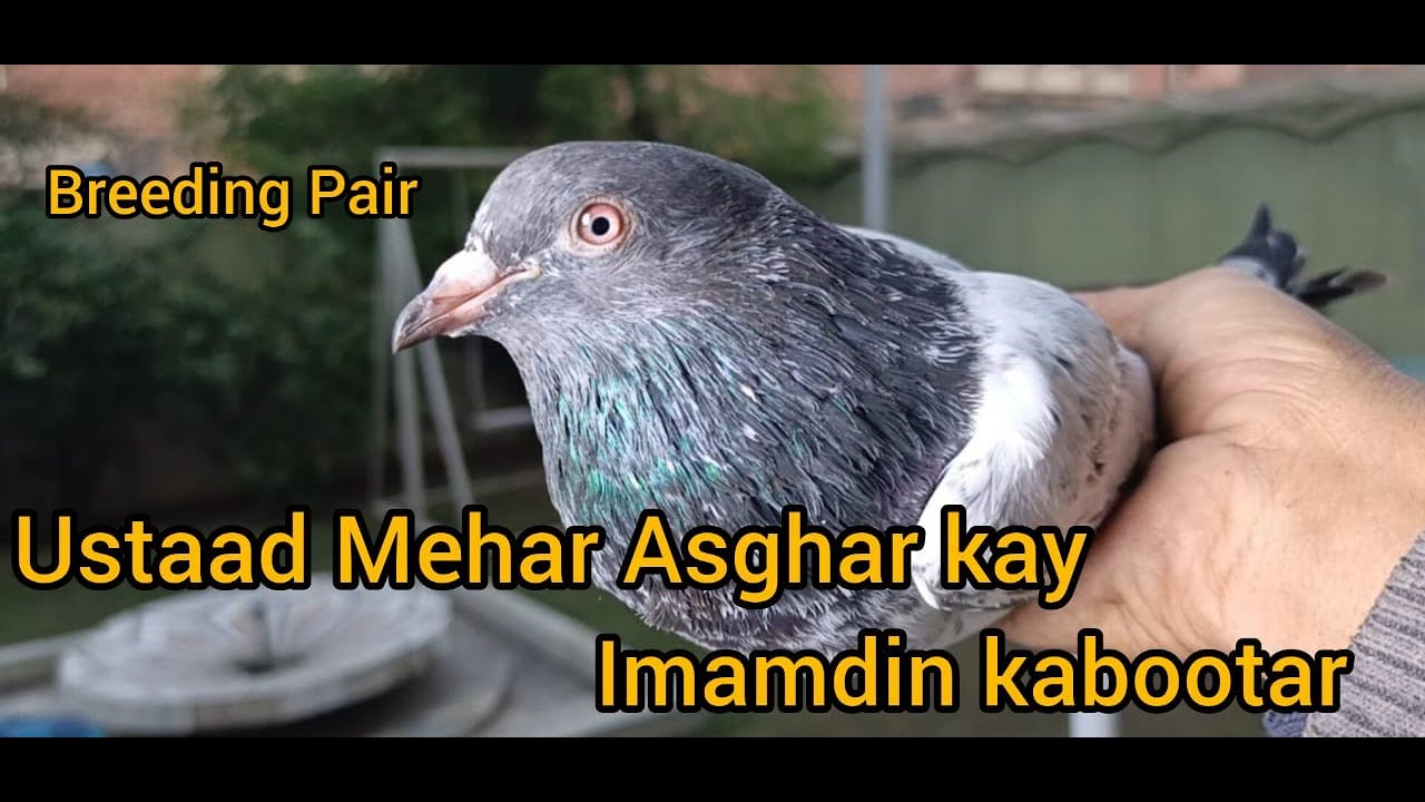 USTAAD MEHAR ASGHAR KAY IMAMDIN KABOOTAR BREEDING PAIR