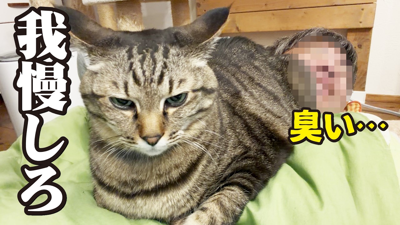 猫にこれをされると最大級に信頼されているそうだ！【家猫あるある3選】