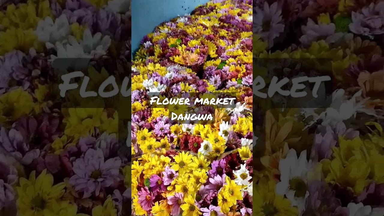 #dangwa #cheap #flowers #bulaklak #foryoupage #foryou #fypシ゚viral #fypage #fyp #gift #valentinesday