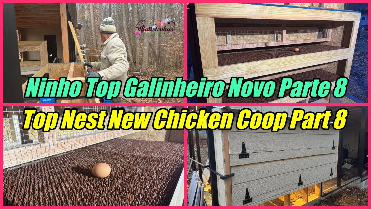 Ninho Top Galinheiro Novo Parte 8 / Top Nest New Chicken Coop Part 8