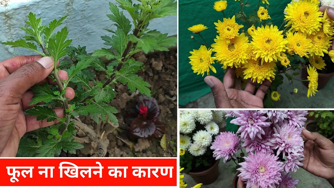 why guldaudi not bloom
