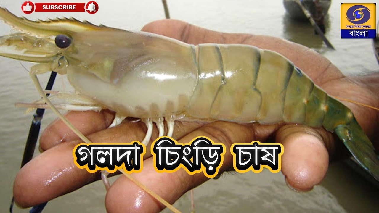 গলদা চিংড়ি  চাষ   DDBanglaTV 