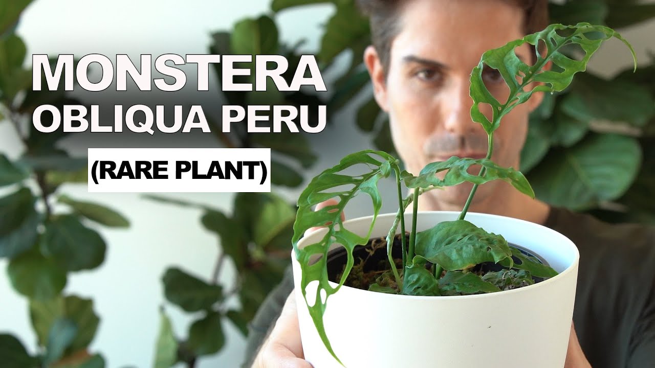 Monstera OBLIQUA PERU, cuidados  y experiencia (rareplants)