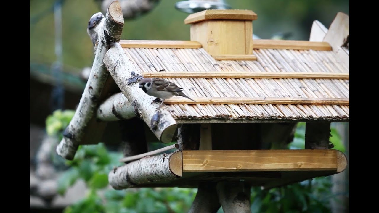 🐦 Vögel füttern im Winter ❄️ Expertentipps zur Vogelfütterung & Winterfutter 🍽️