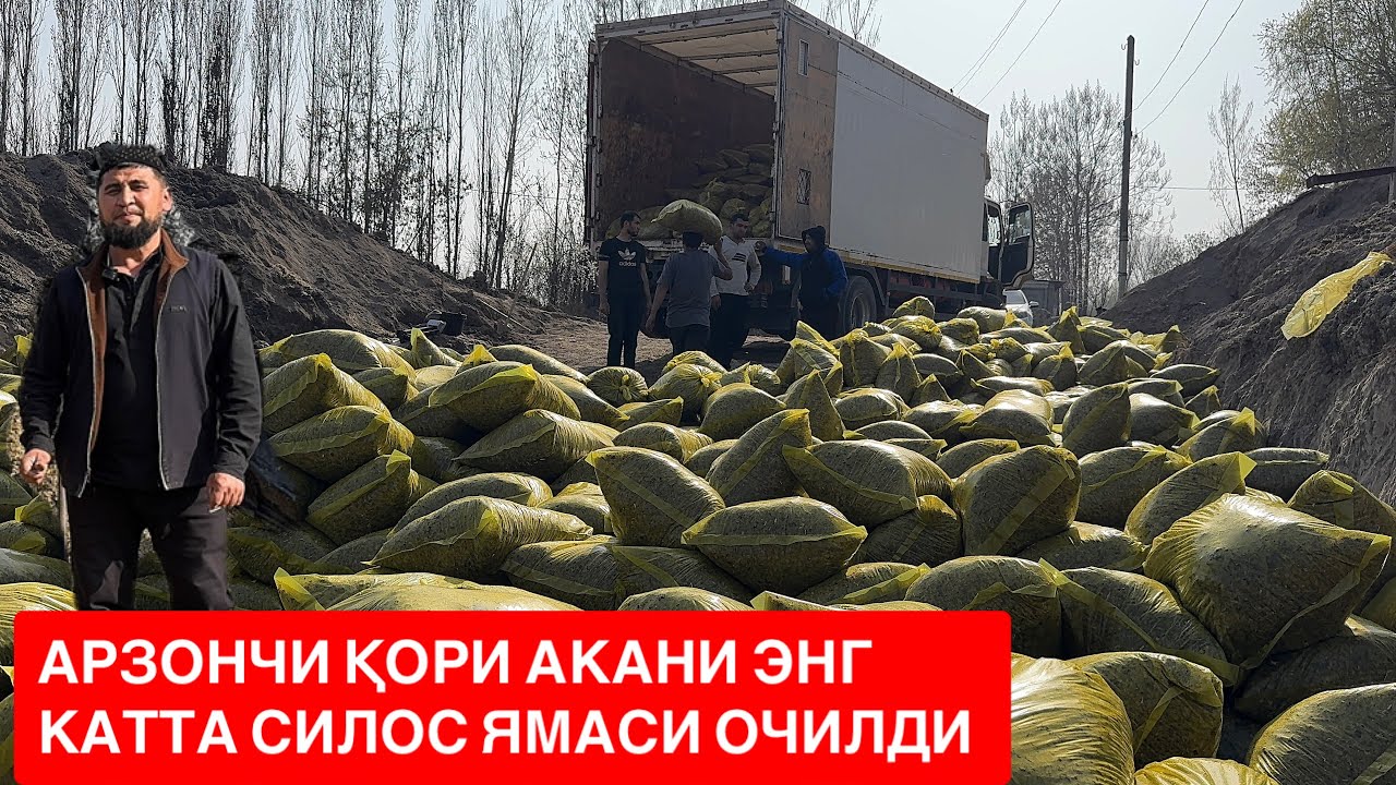 НАМАНГАНДА ЭНГ КАТТА СИЛОС ЯМА ОЧИЛДИ ДОСТАВКА УЗБ БЎЙЛАБ АРЗОН НАРХДА 🫣👍🏻🐄