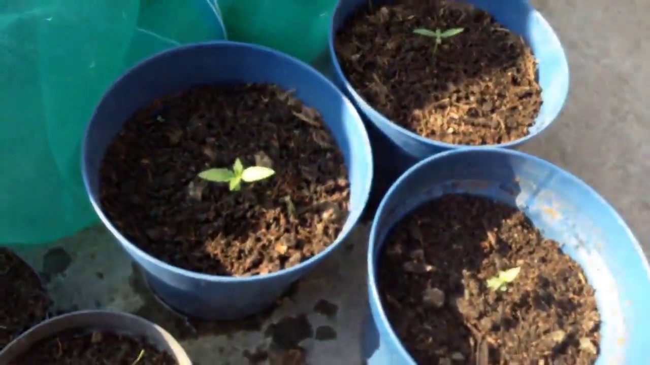 Germinaci&oacute;n de semillas de marihuana y primeros meses de vida - M&eacute;todo cl&aacute;sico