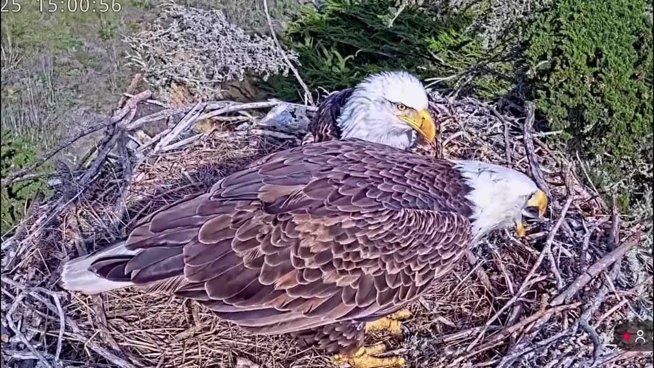 Jak & Audacity- Sauces Eagle Nest❤️01/25/26