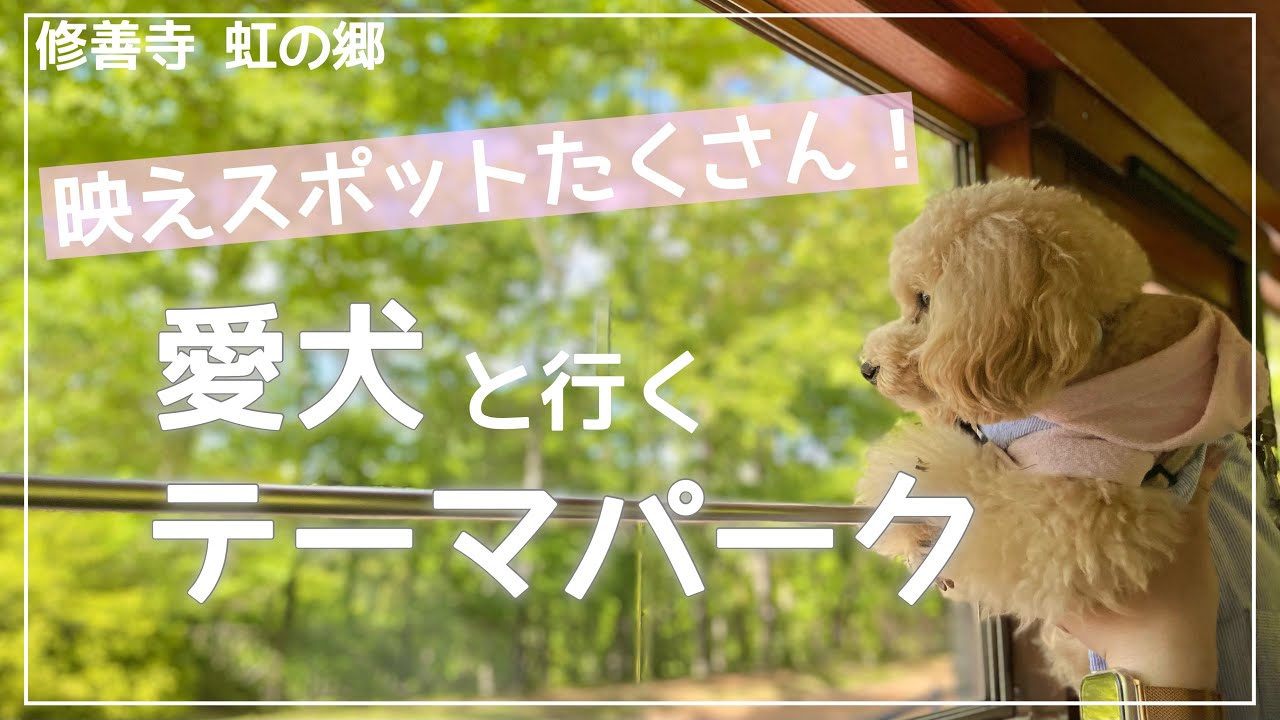 【伊豆の穴場!?】愛犬と行けるテーマパークを満喫してきた＠修善寺虹の郷