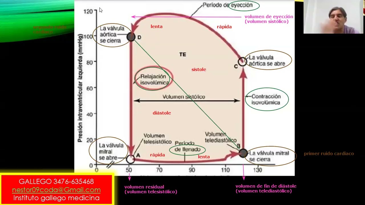 CICLO CARDÍACO. FISIOLOGÍA