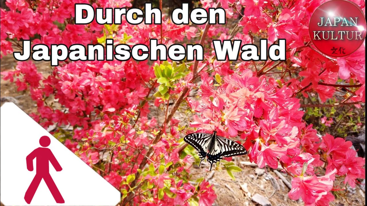 Spaziergang in Japan: Durch den Wald einen Berg hinauf