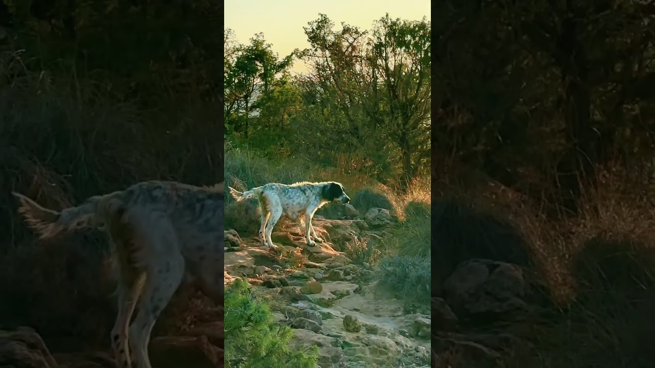 #chasse #nature #maroc #trip #setter