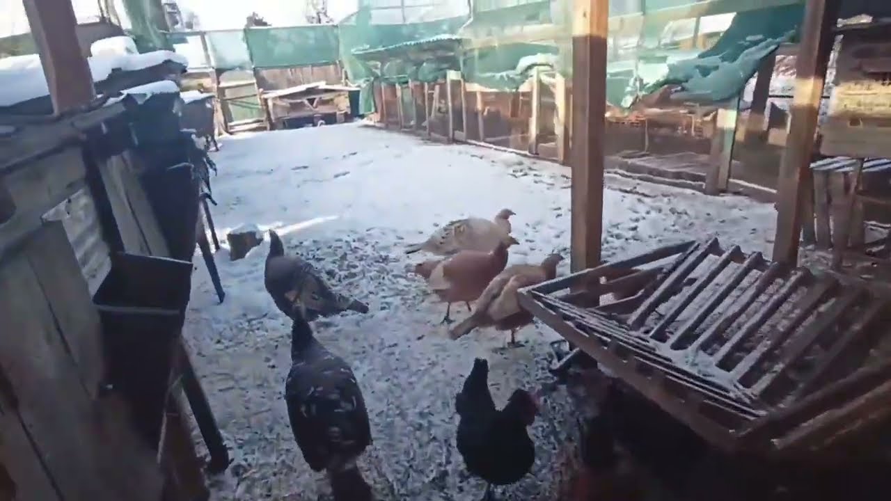 I look after poultry in winter. Winter in the yard 
