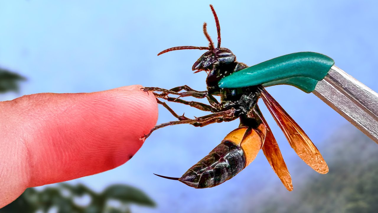 Stung by a Giant Banded Hornet!