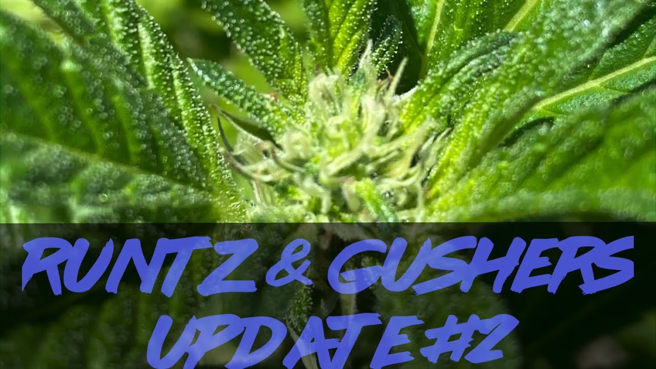 Matty Grows |The Outdoor Grow | Gushers & Runtz | Update #2 | #Runtz #Gushers #PurpleCityGenetics