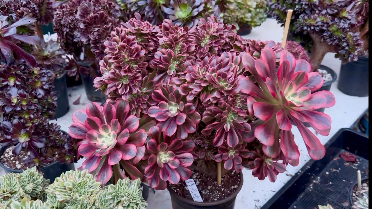 1/30/26 SUCCULENTS FOR SALE AEONIUM CLUSTER AND CRESTED BÁN SEN ĐÁ ĐẸP | Lele: 408 883 5495