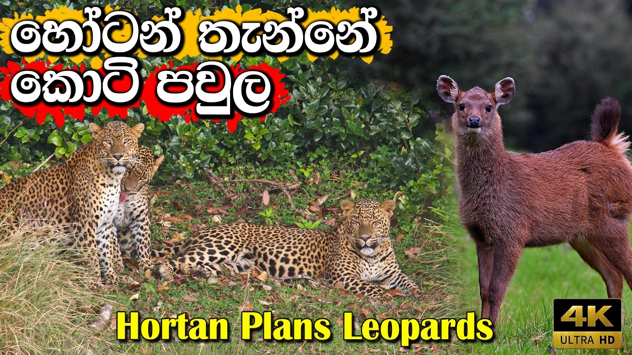හෝටන් තැන්නේ දුර්ලබ කොටි 🐆🍀🍃Mountain Leopards t Horton  #hortonplains #leopard