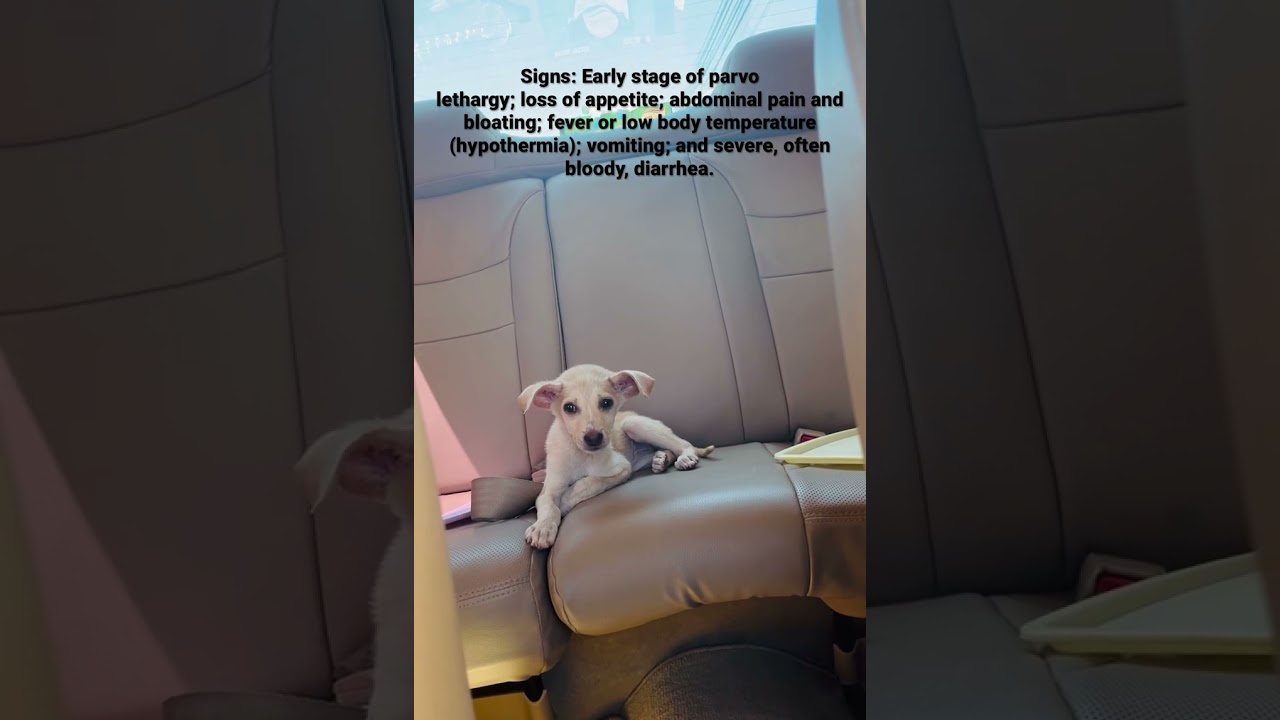 What is the early stage of parvo?