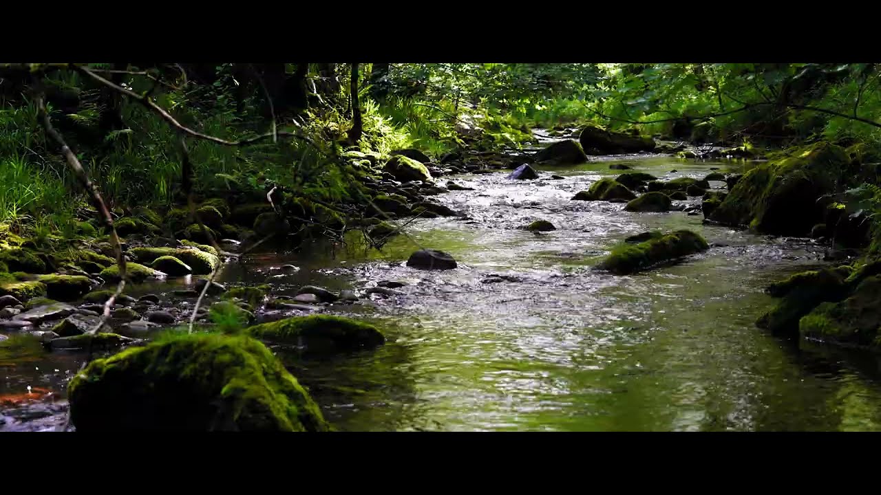 Black Forest - Magical atmosphere at calm brook