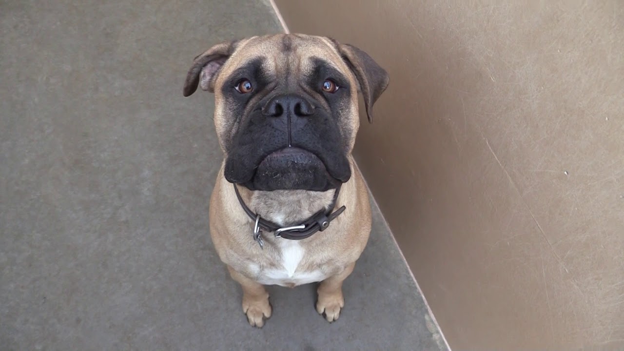 Building A Dog Kennel: Kennel Run Design, Efficiencies & Safety