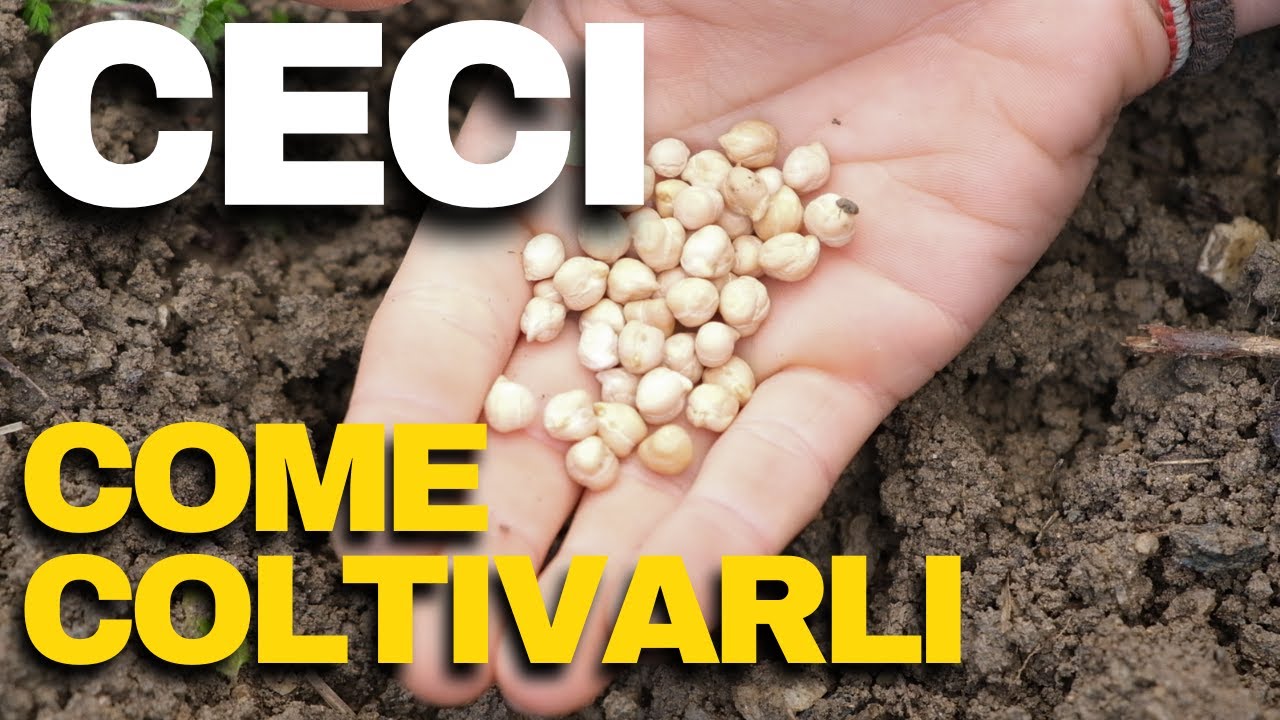 COME COLTIVARE I CECI - semplicemente