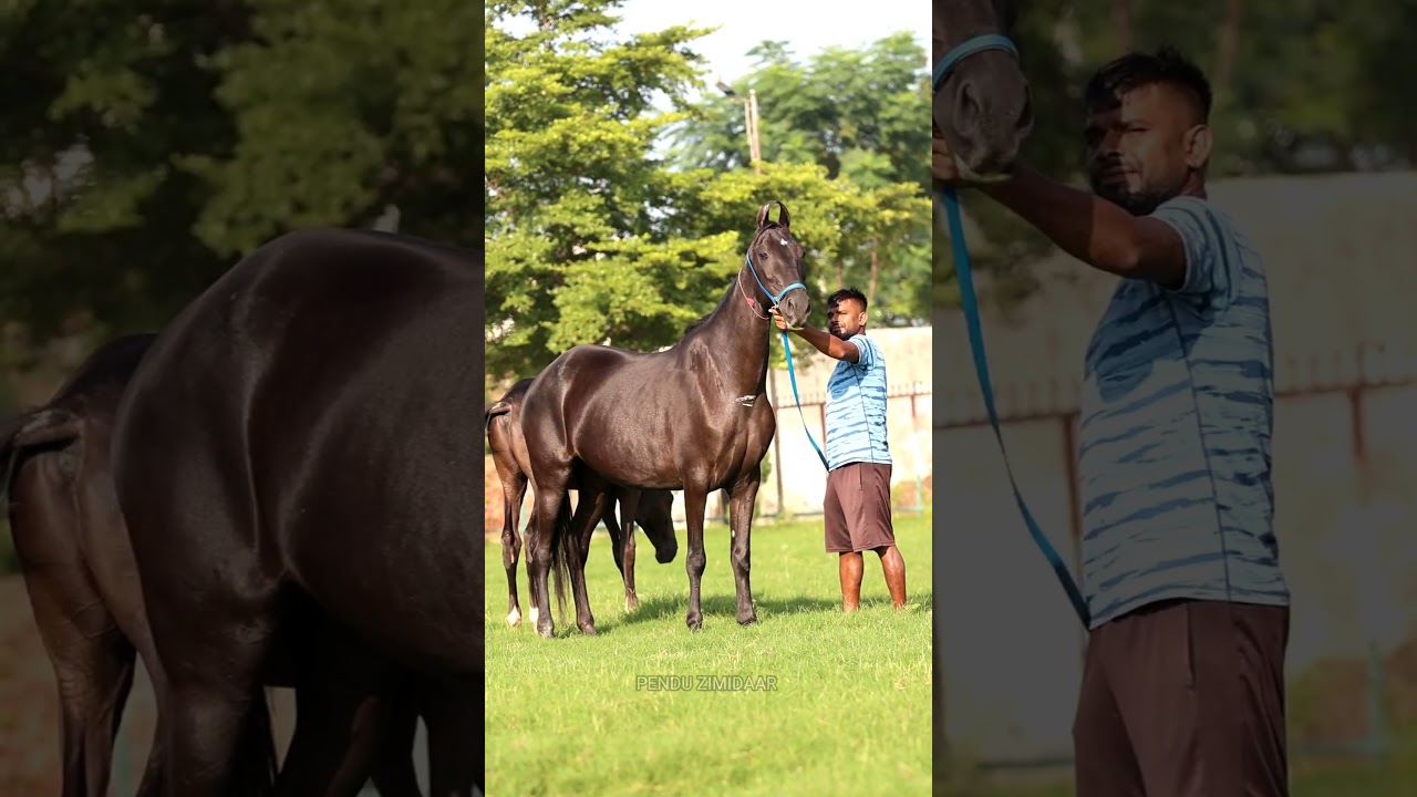 mare&coltsale-98880-29779 age-6yearsheight-60 inch6months pregnant colt sireby-taimurage-6.5 months