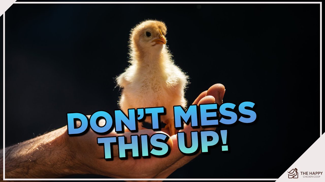 A Masterclass on Raising Baby Chicks the Right Way