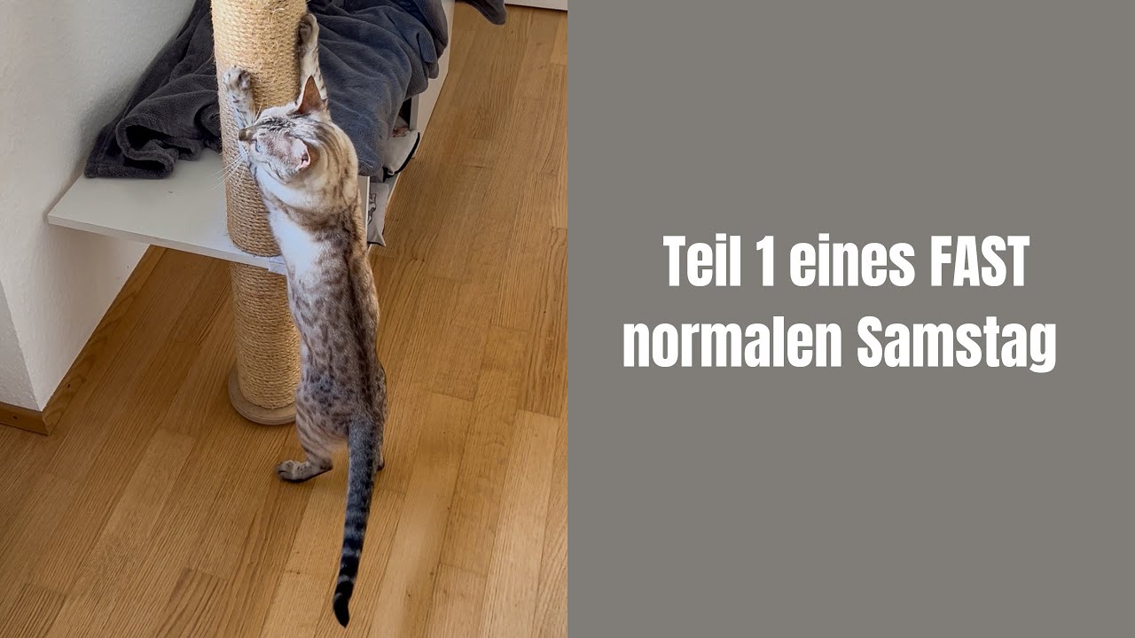Lily teilt ordentlich aus 😱 #katzenaufyoutube #bengalkatze #miau #katzen #katzenvideos #miaumiau