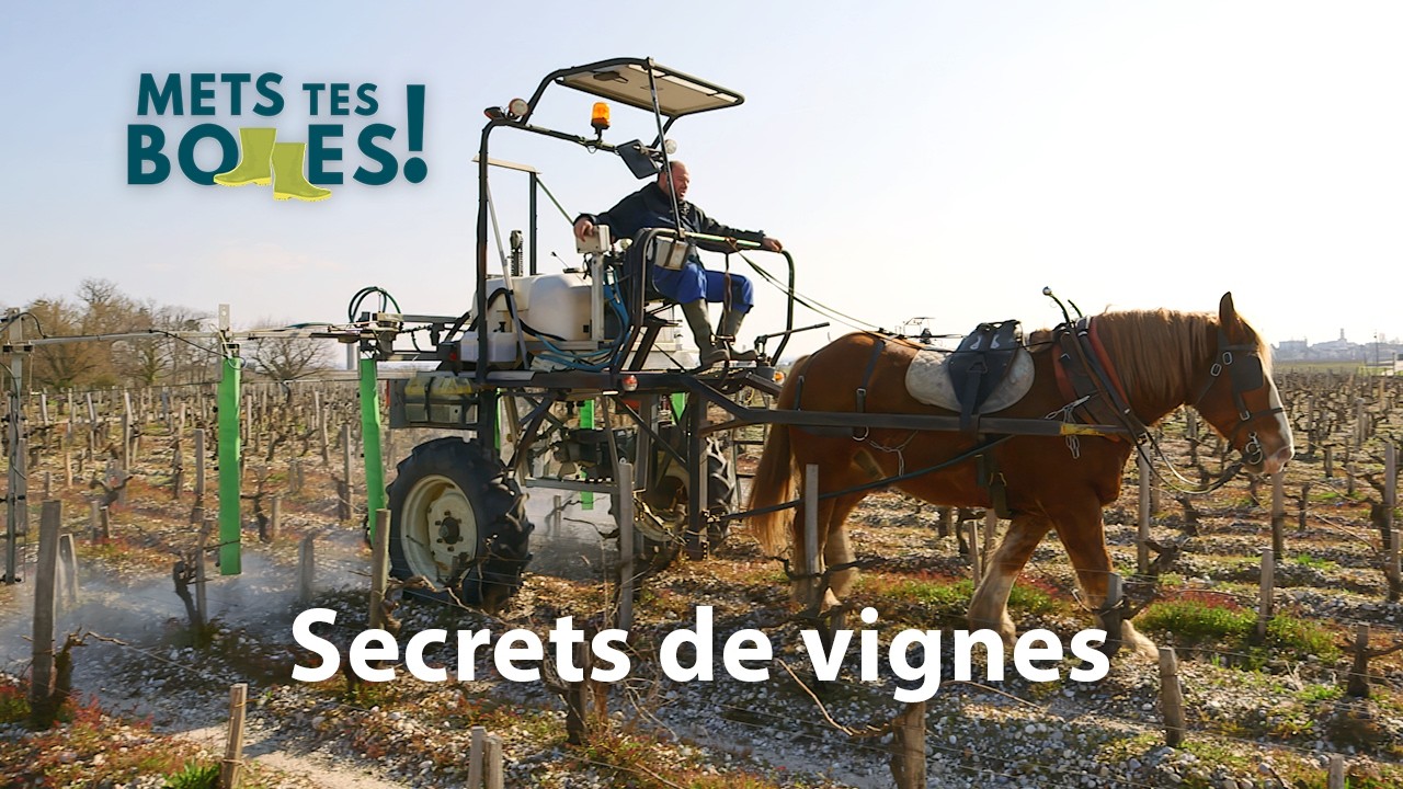 Bio, nature, sans sulfites : que contient vraiment votre vin ?