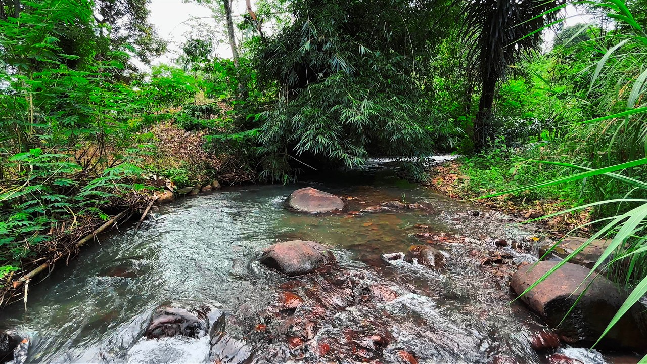 Healing of Stress to Sleep Instantly with Soothing Powerful Flowing River in a Hidden Forest Corner