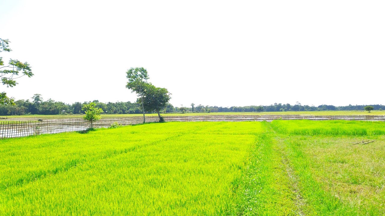 Assam Vibes During Monsoon💕