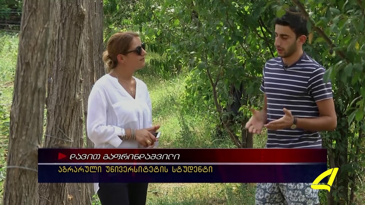 ოთხი სტუდენტის მიერ გაშენებული ჟოლოს ბაღი 19 -08- 2017