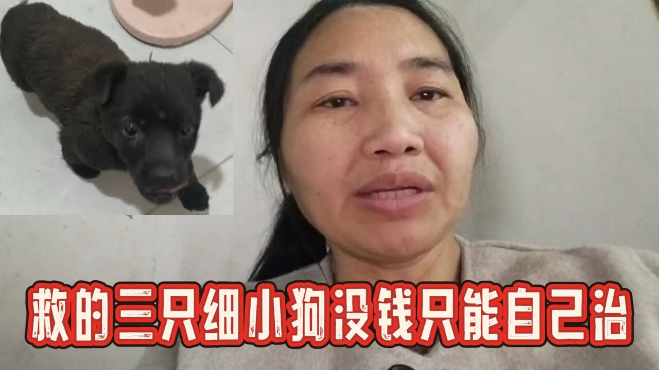2026-3-4 Aunt He from Tianjin and her stray dog 前段时间救的三只狗狗全部得了细小，没钱治疗只能带回家了。