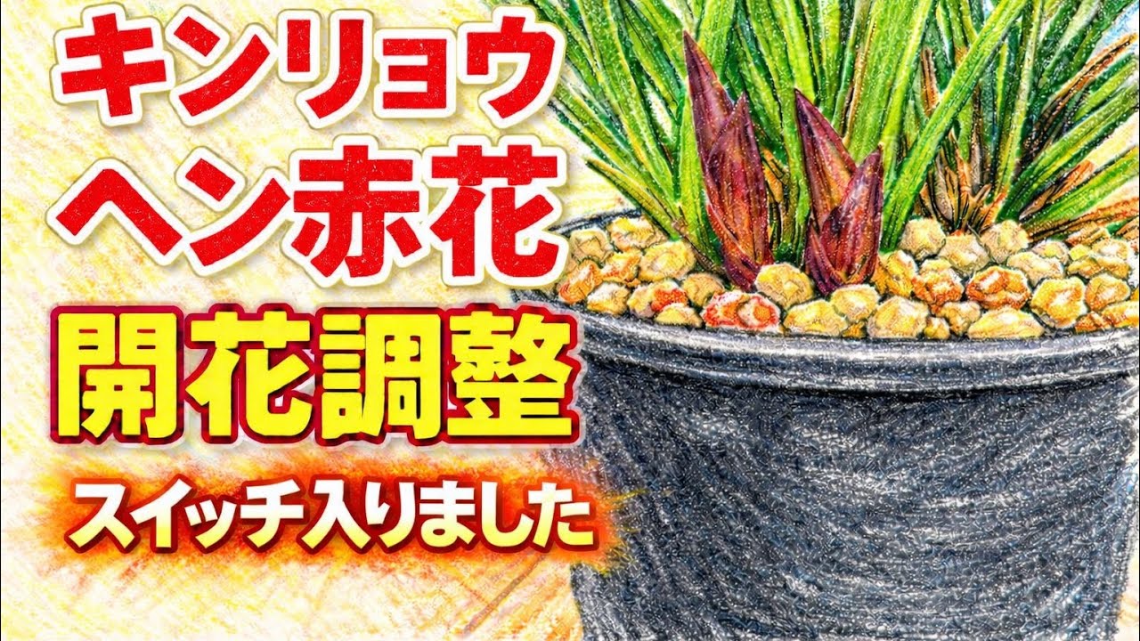 キンリョウヘン赤花の開花調整始めました^_^