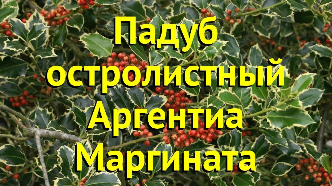 Падуб остролистный Аргентиа Маргината. Краткий обзор, описание ilex aquifolium Argentea Marginata