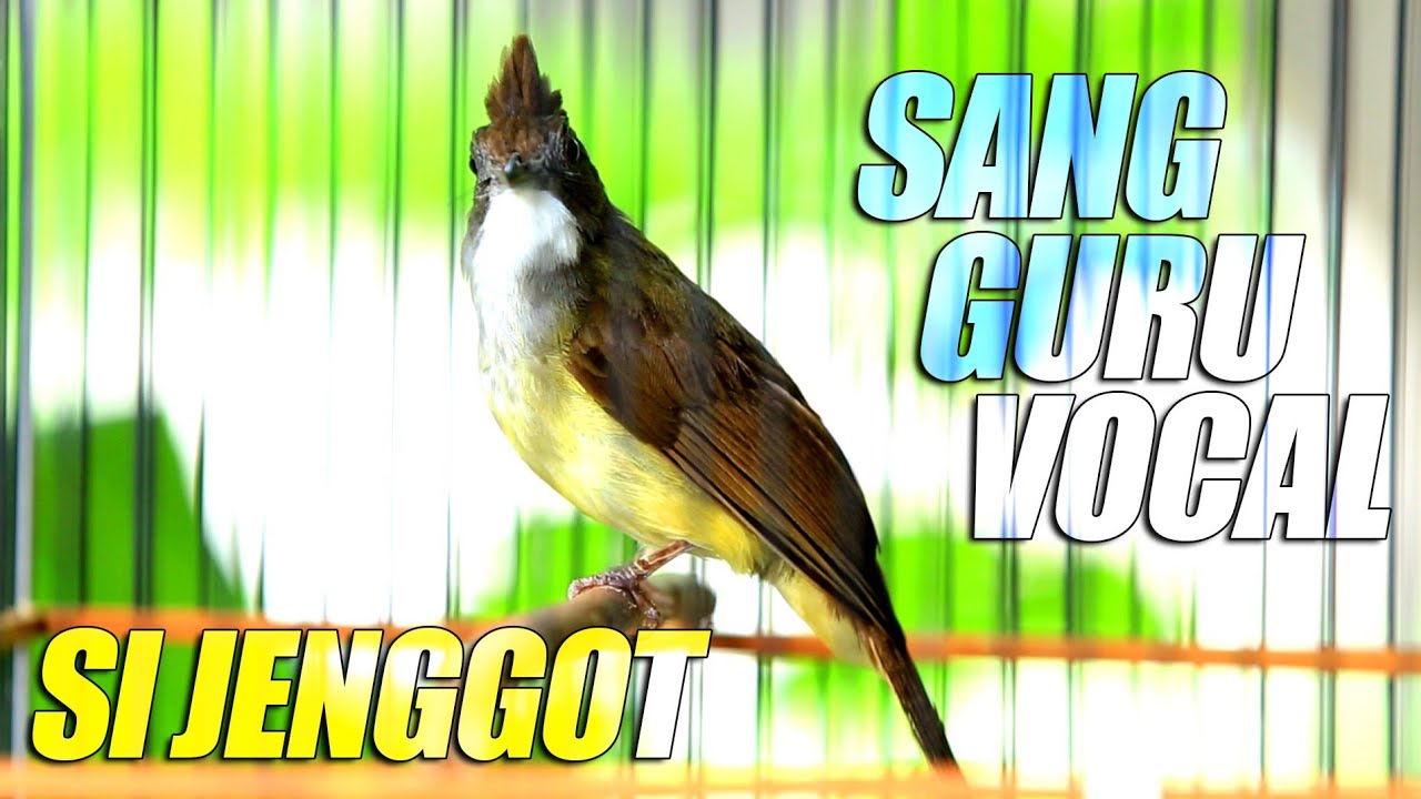 Masteran wajib | cucak jenggot gacor FULL MBESET