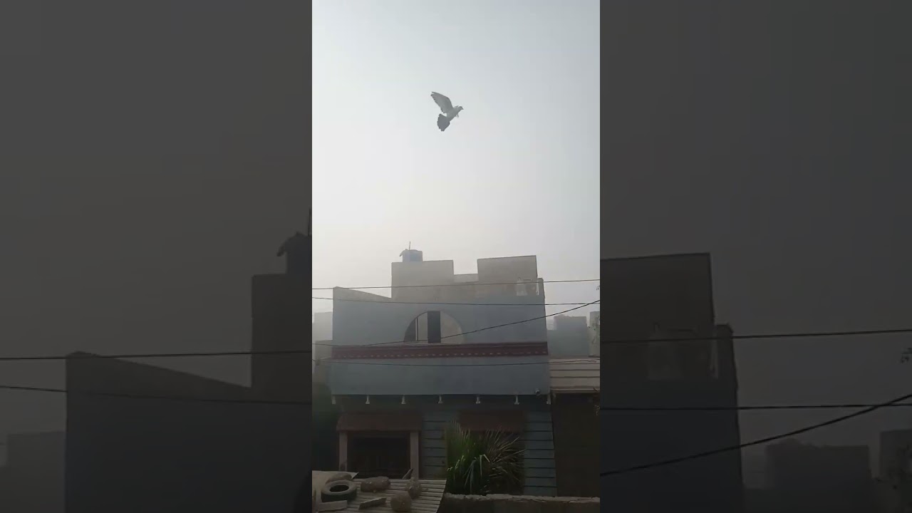 asifali pigeon short good kabuter beautiful bard see more do subscribe