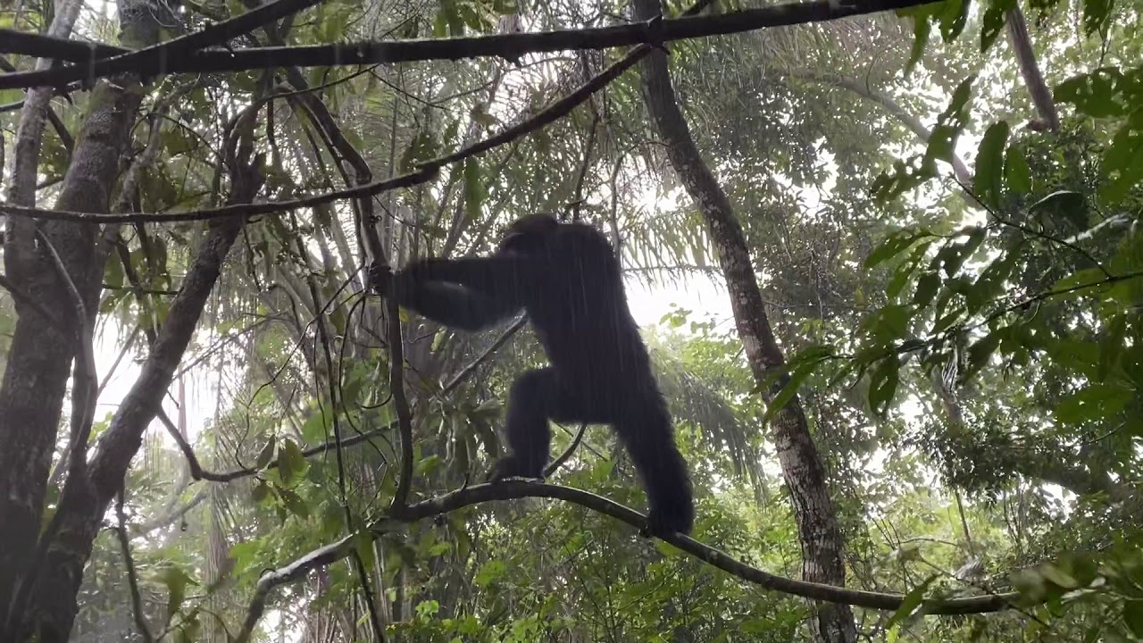 Chimpanzee Rain Dance - Mahale National Park