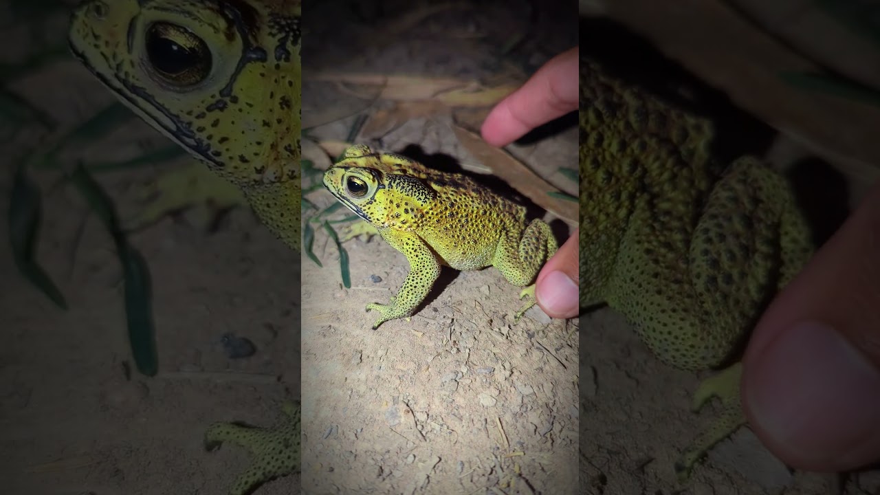 The green frog is very funny | Small frogs and big frogs jump together for fun | funny frog video