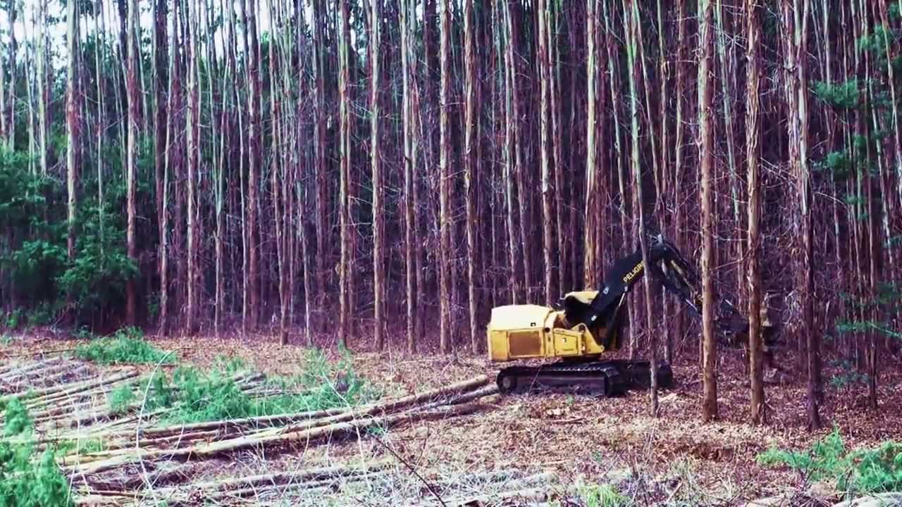 Feller Buncher Tigercat 860C - KBM in Chile