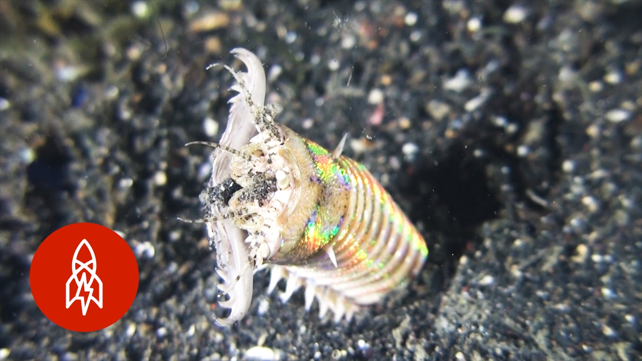 Beware the Bobbit Worm!