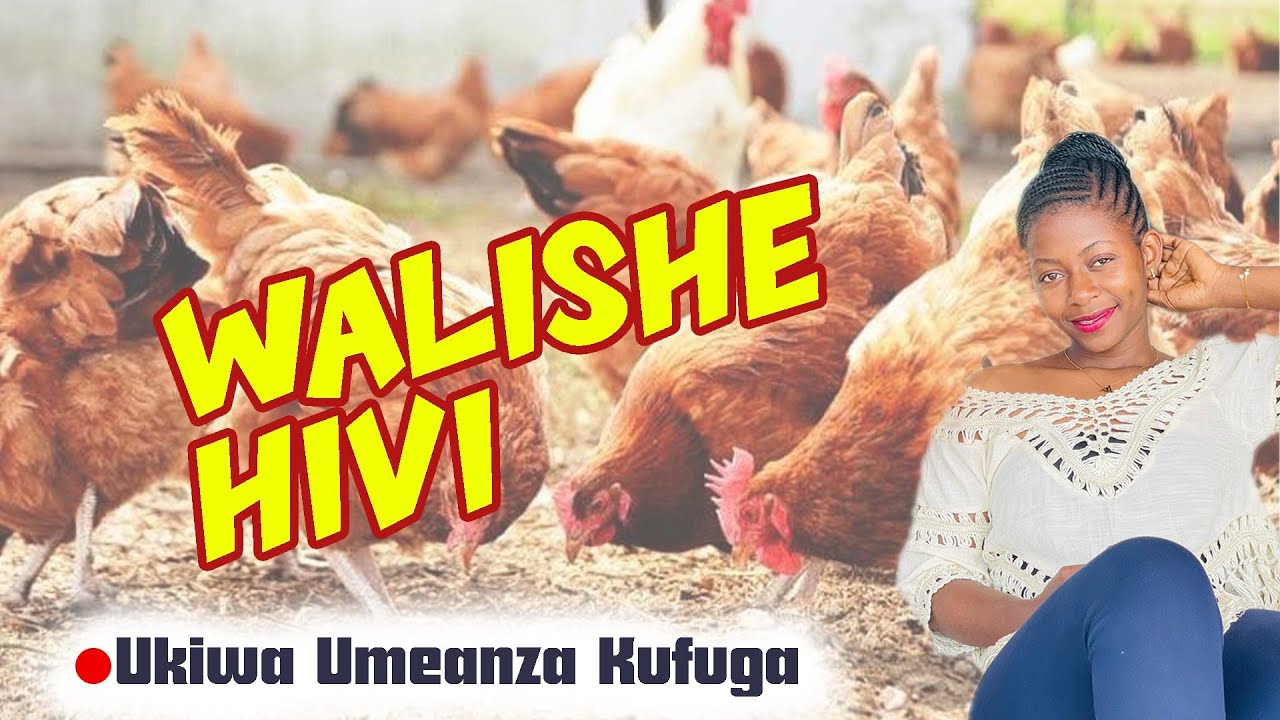 WALISHE HIVI KUKU WAKO WA KIENYEJI WAWE NA AFYA, UEPUKE GHARAMA ZISIZO ZA LAZIMA