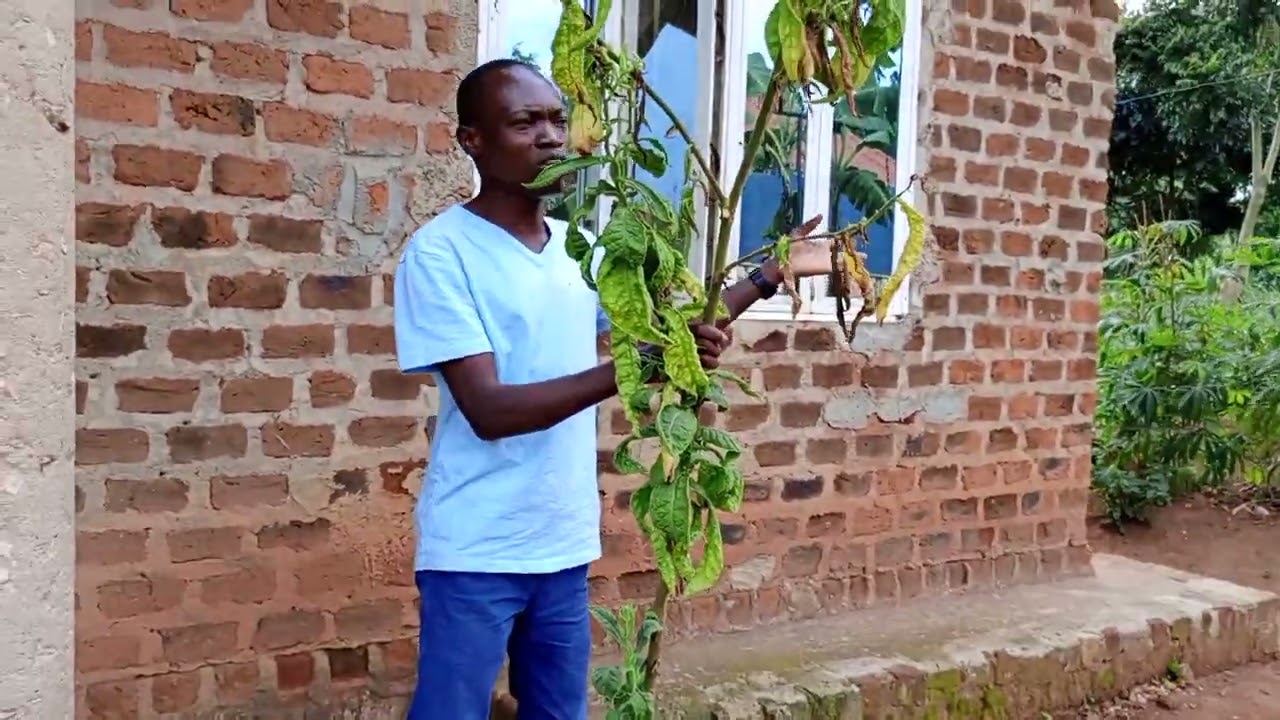 KIIKINO EKYAMA EKIRI MU TAABA(TABA)*Okweganga,okutabaganya,okwelinda.#Ssengule2022.