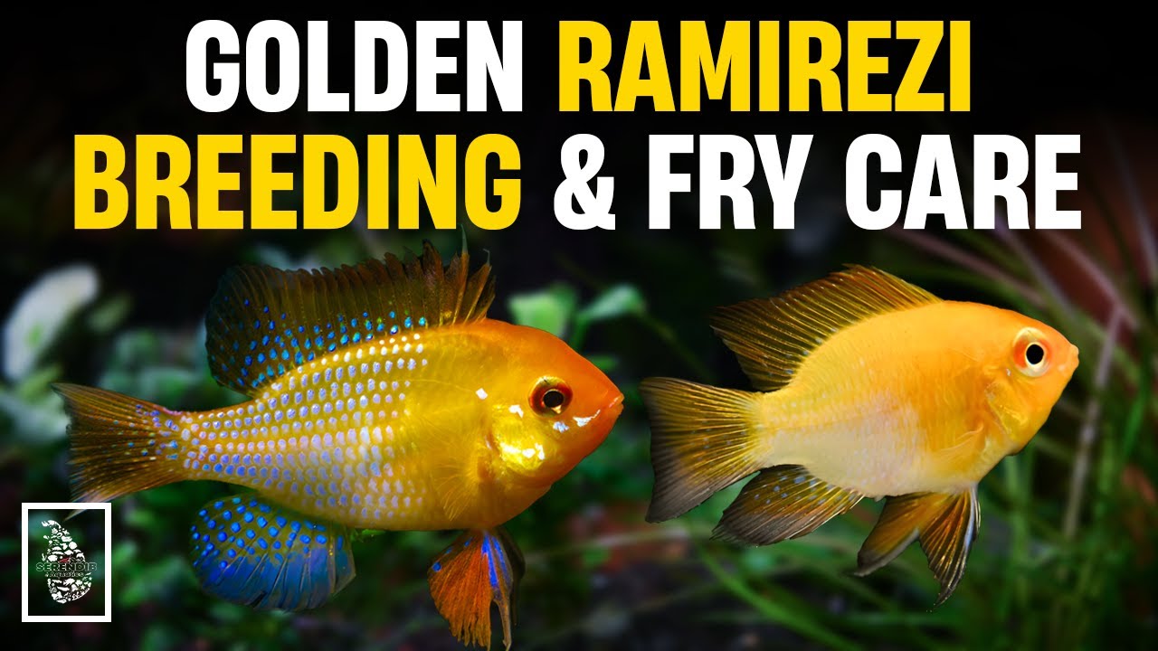 Секреты разведения золотистых баранов в домашних условиях и при содержании молодняка!