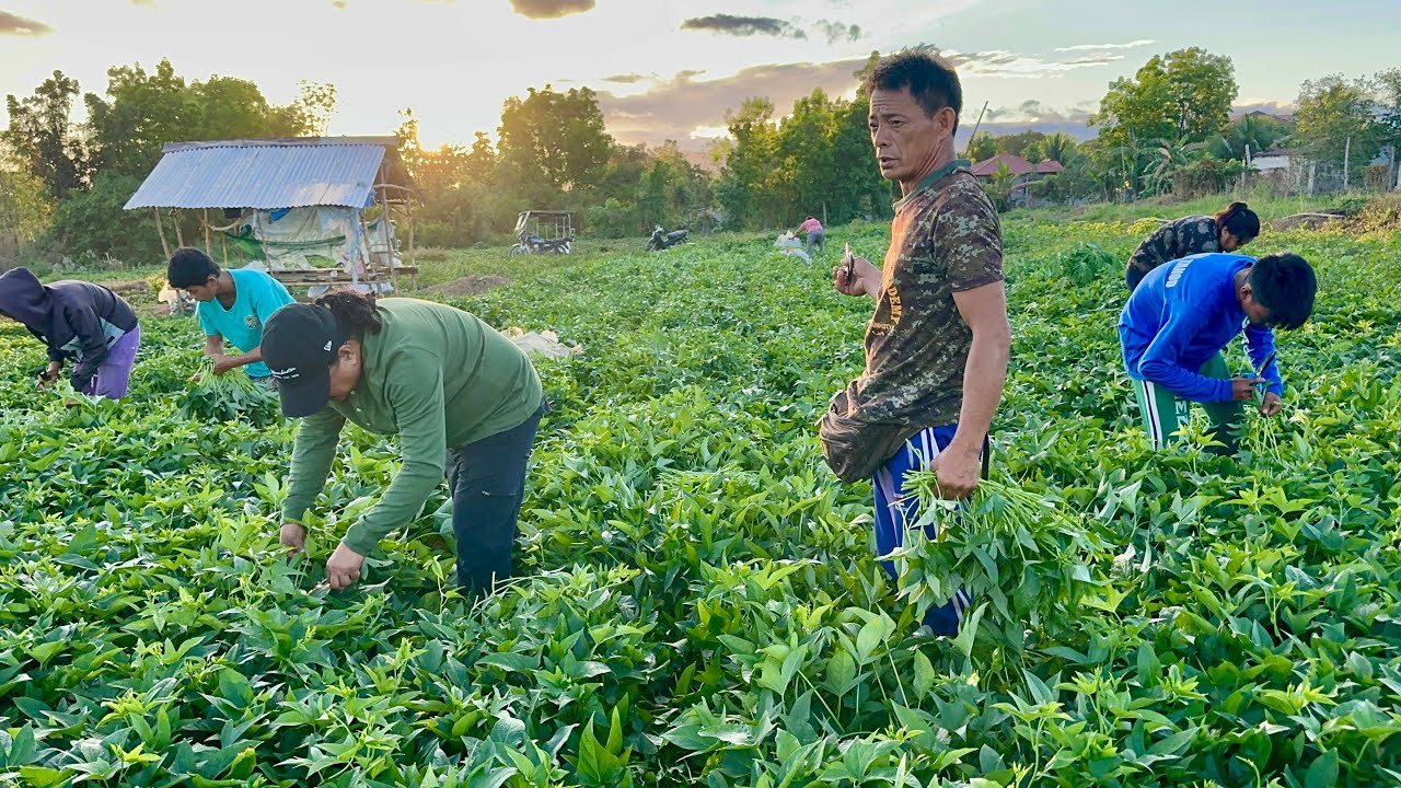 TALBOS ng KAMOTE FARMING: KIKITA TALAGA! HARVEST every 5 DAYS for 7 YEARS, MINIMAL pa ang ALAGA