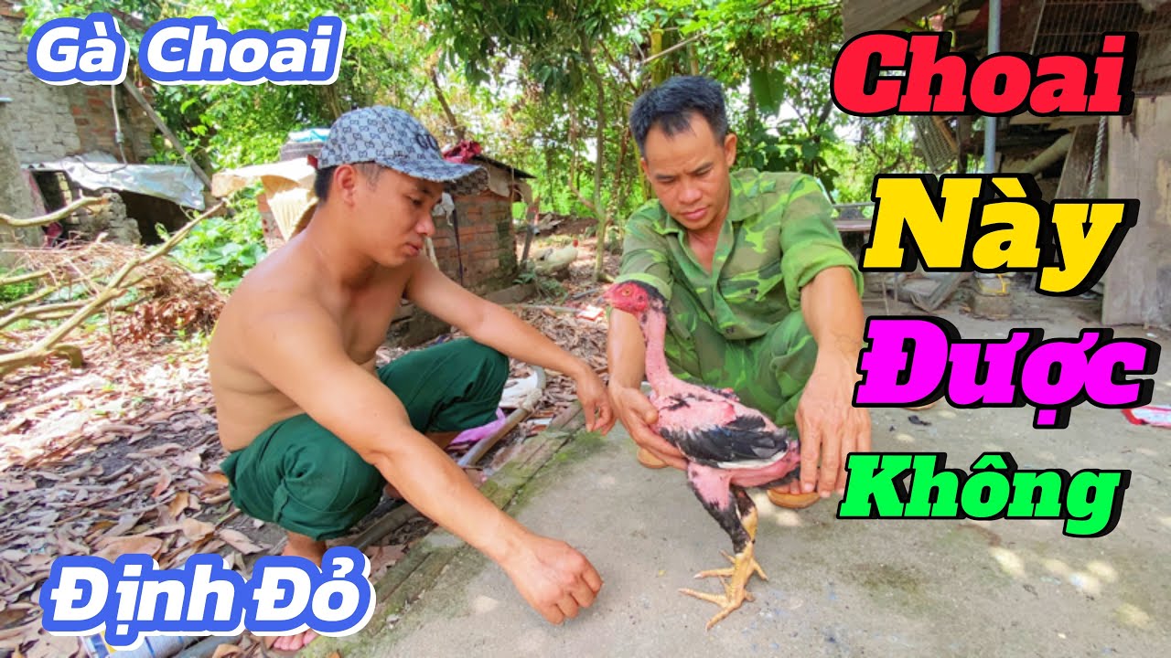 Theo Mọi Người Gà Choai Thế Này Có Được Không / Định Đỏ