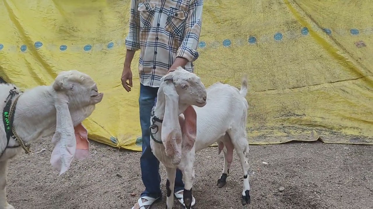 Yaba Hyderabad only show 